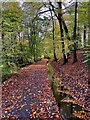 SK3084 : Leaf-covered path and mill goit by Graham Hogg