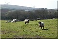 Pasture, St Newlyn East