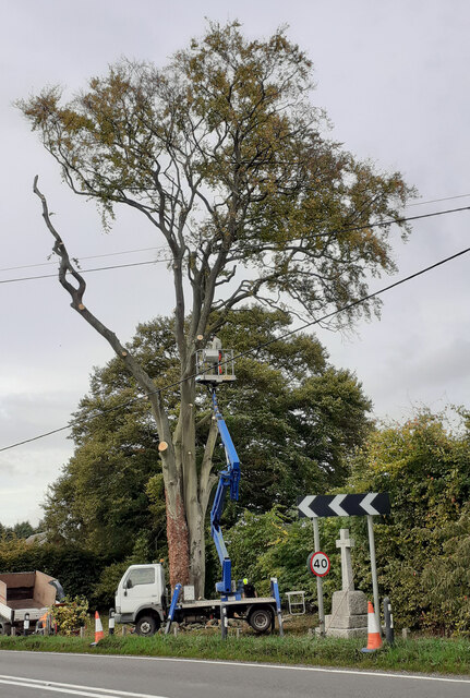 Death of a Beech tree at Bramdean war memorial