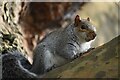 Squirrel at Hilly Fields