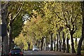 Adelaide Avenue at Hilly Fields