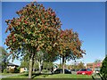 Trees with autumn berries