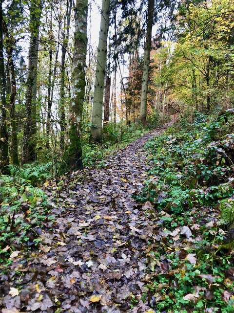 Path into Raelees Wood