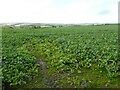 Winter crop, near Monkleigh