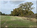 Field edge west of the B4397