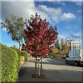 Sweet Gum, Little Green Lanes, Wylde Green