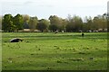 SP5105 : Longhorn cattle on Christ Church Meadow by Philip Halling