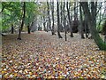 Autumn Woodland by Teaninich House, Alness, Ross-shire