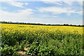 Oilseed rape