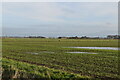 Romney Marsh farmland