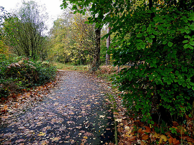 Fallen Leaves Along The Highway To © Kenneth Allen Cc By Sa20