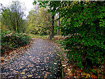 H4772 : Fallen leaves along the Highway to Health path, Campsie by Kenneth  Allen
