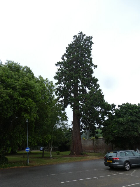 Specimen tree by car park, Exeter Golf and Country Club
