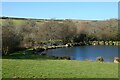 Pond and pasture, Ladock