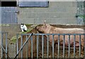 Cat and pig at Scrooby Top Farm