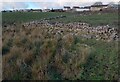 Dry stone dykes needing attention