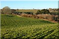 Pasture, Kenwyn