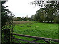 Rough pasture with River Bure just visible through hedge