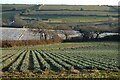 Farmland, Ladock