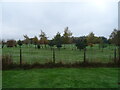 Young trees, Bridlington Golf Club 