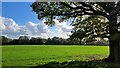 Flat pasture land