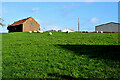 Sheep grazing in a field, Lungs