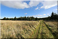 Bridleway from the forest