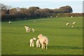 Pasture, St Columb Major