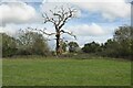 SP2361 : Dead oak tree by Philip Halling