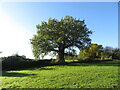 Tree and field boundary near Isfield