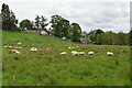 SK0682 : Sheep near Wash by Bill Boaden