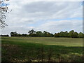 Grazing near Hinwick Hall