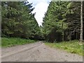 Forestry road in Blackhow Wood