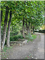 Alongside the River Wandle