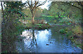 Small Pond on the Dorcan Stream