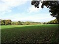 Looking along the field beside the river