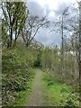 SJ8146 : Noah's Wood, Silverdale Country Park by Jonathan Hutchins