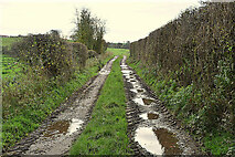 H5371 : Muddy lane with puddles, Bancran by Kenneth  Allen