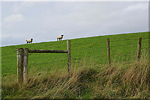 H5371 : Sheep on a hill, Bancran by Kenneth  Allen