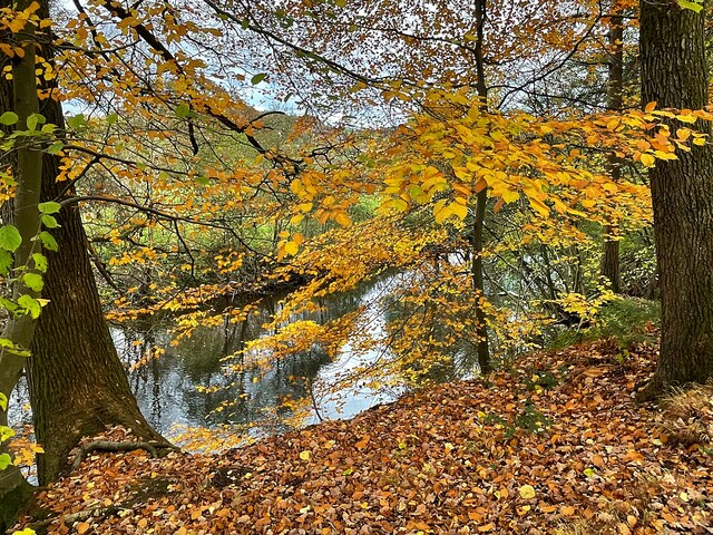 Autumn leaves beside the River Derwent
