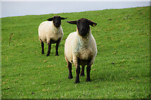 H5371 : Curious sheep, Bancran by Kenneth  Allen