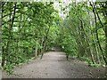 Track through woods above Astbury Mere