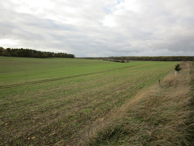 Autumn sown crop off Cow Pasture Lane © Jonathan Thacker :: Geograph ...