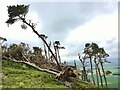 NU0721 : Storm Arwen at Hanging Crag by Leanmeanmo