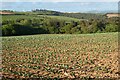 Farmland, Ladock