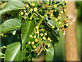 Wasps enjoying ivy flowers in mid-November sunshine, Alvington