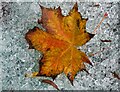 Autumn leaf at a bus shelter, Darfield