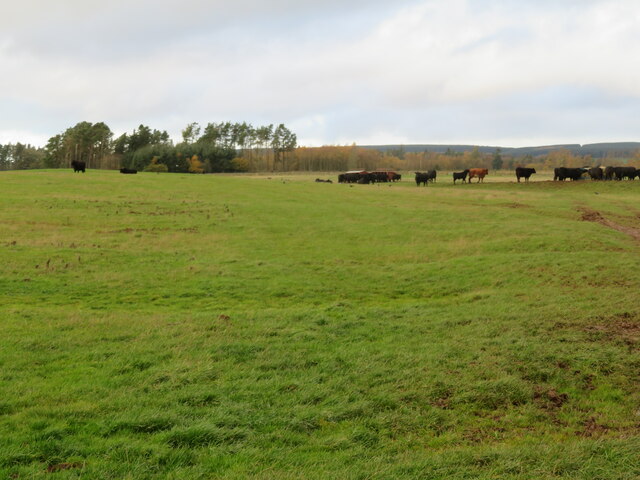 Grazing cattle at Cammerlaws