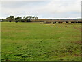 Grazing cattle at Cammerlaws