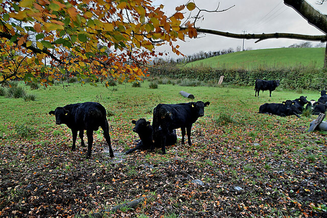 Cattle, Mountjoy Forest East Division